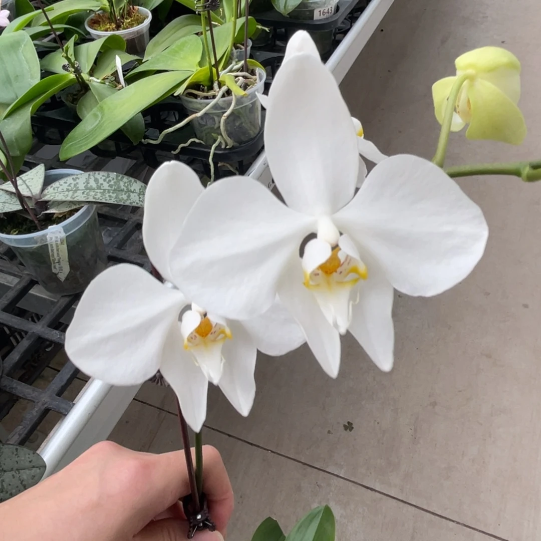 完全开放SWR香阿妈-953