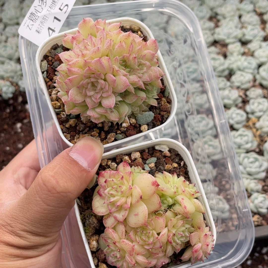 云糖心多肉植物415