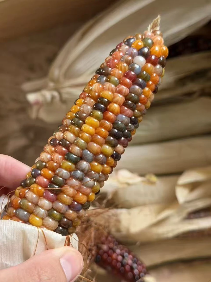 天然文玩玉米手把件宝石血丝菩提车饰挂摆件招财盘玩随机发货毛料