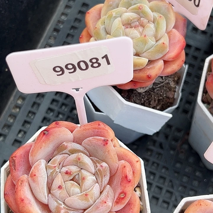 一***阳糖心      99081号