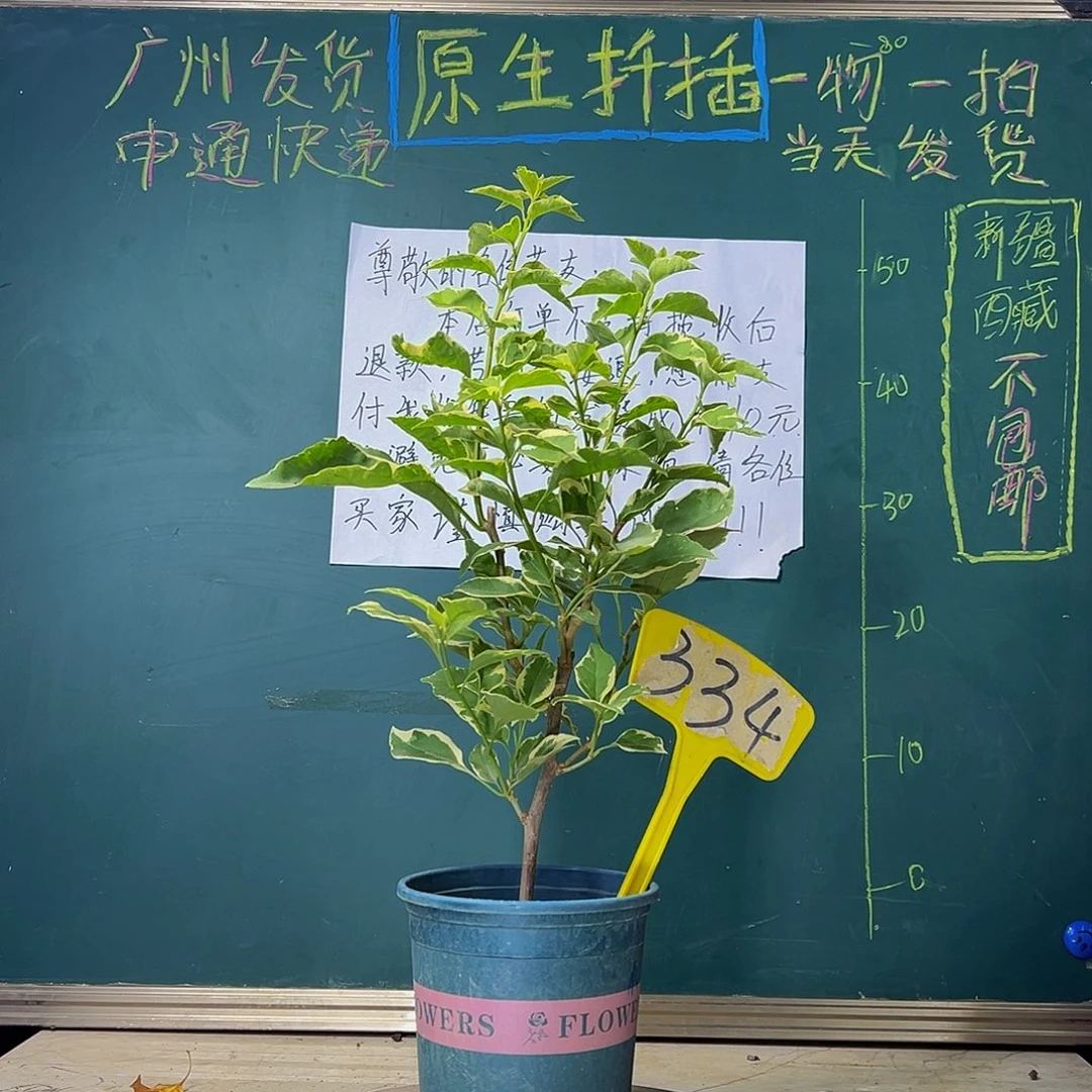 当前无花栽培后可以开花 小斑叶丽人  334