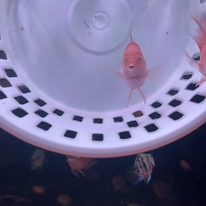 鹦鹉鱼迷你鹦鹉鱼