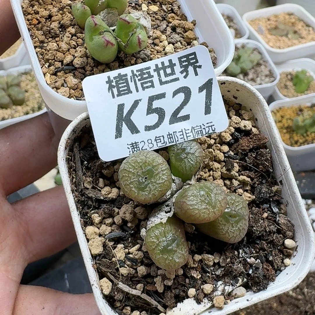 多肉植物的润泽gbj