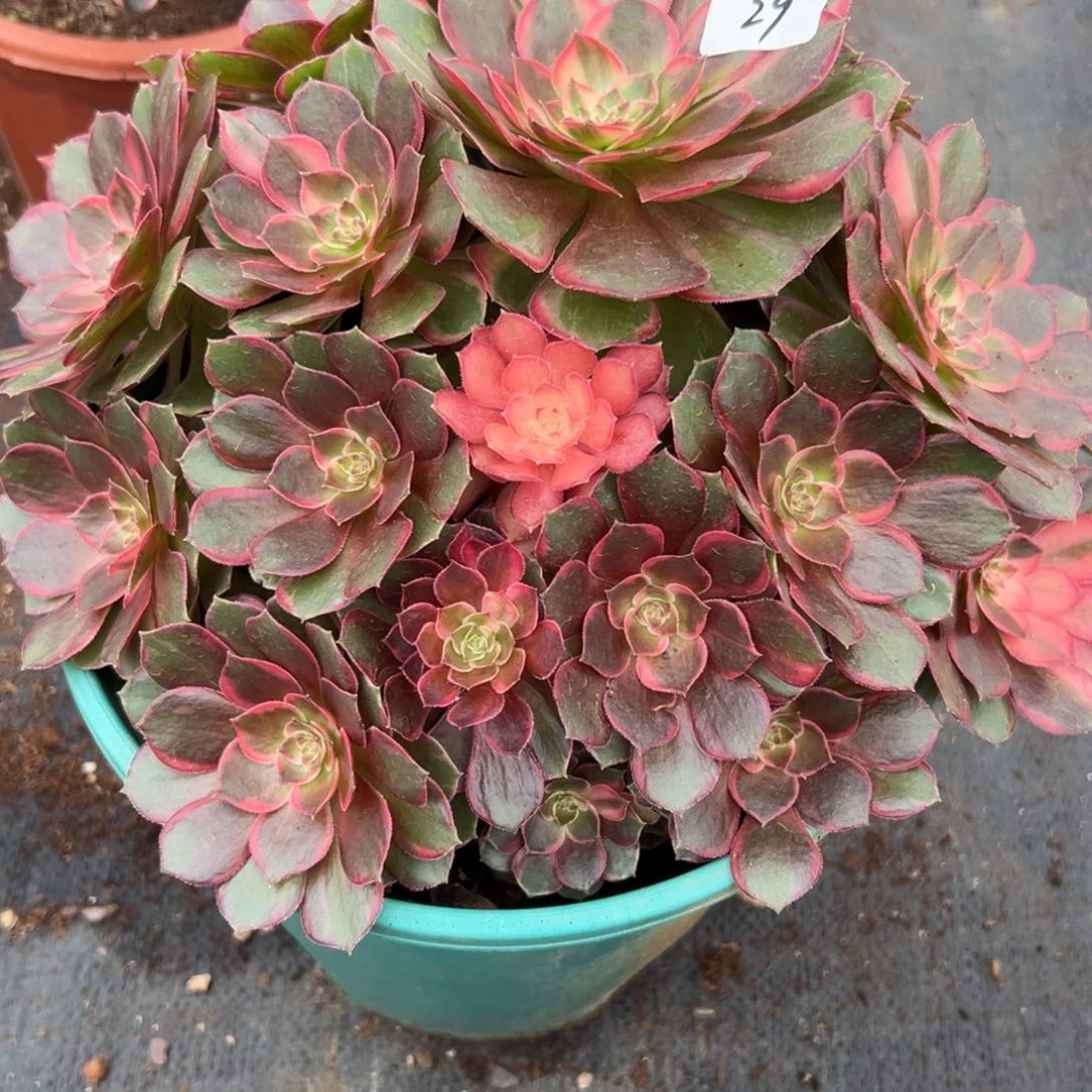 墨**柳29黑魔锦多肉植物系