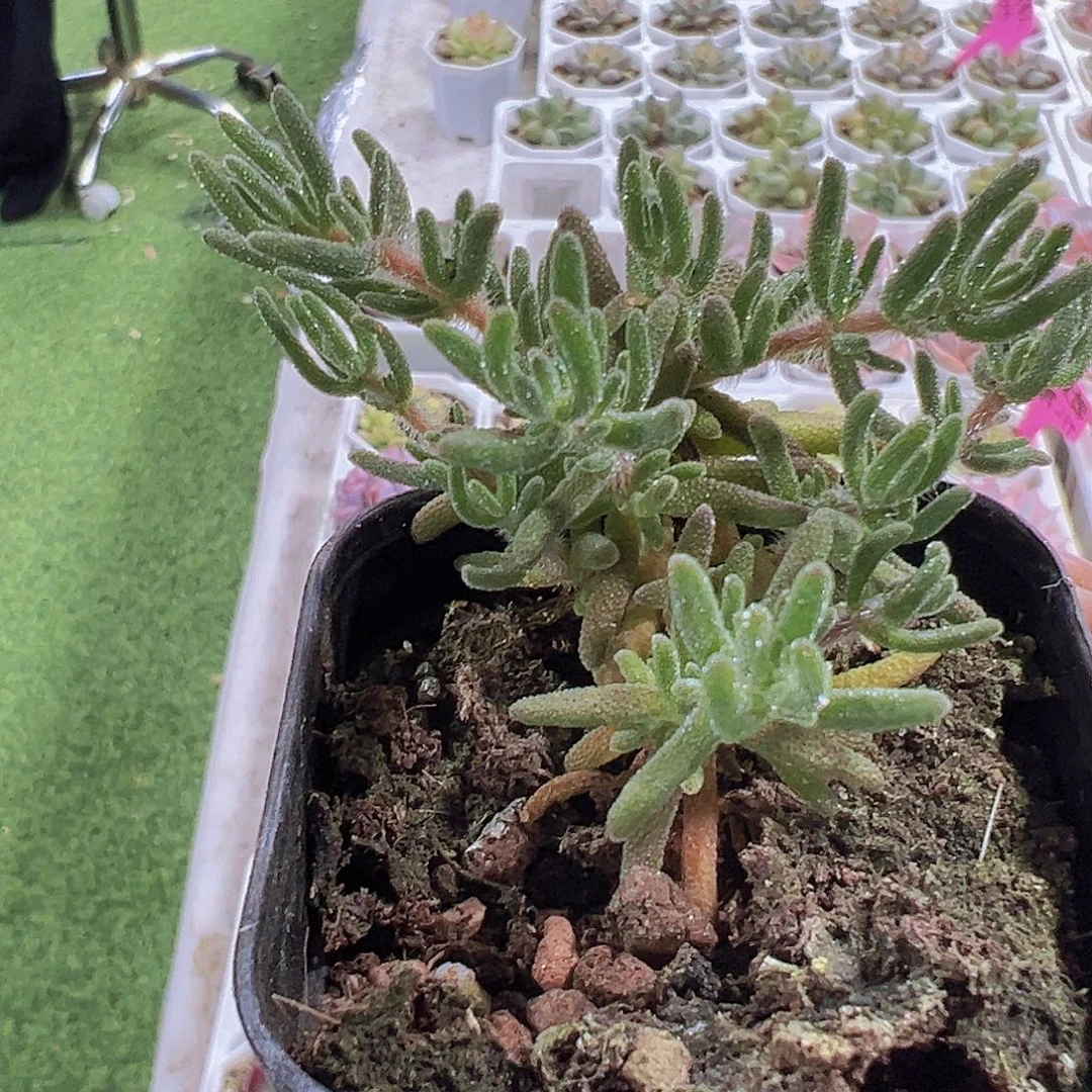 狐狸枝干19包邮多肉