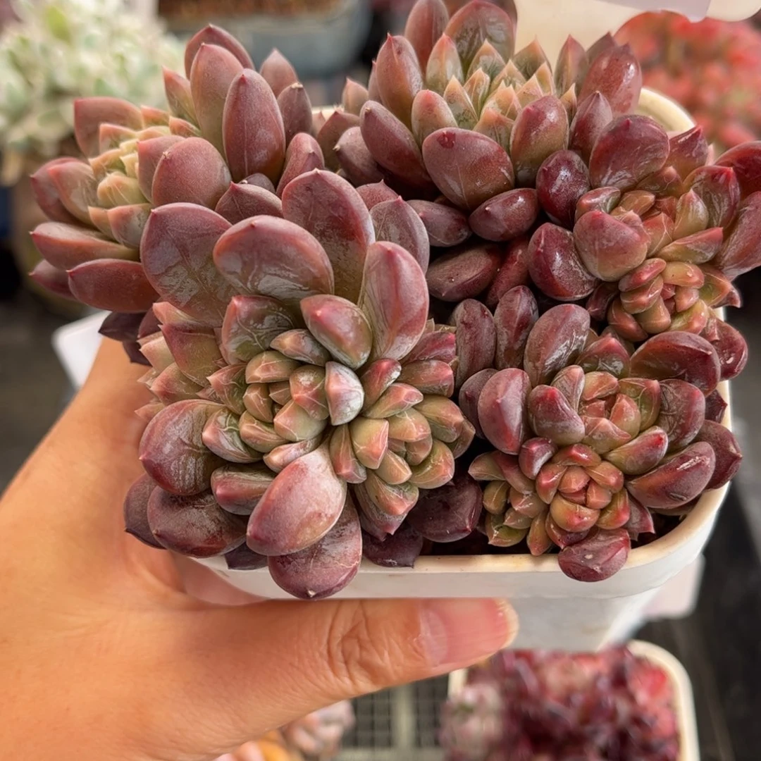 2545百达翡翠满30包邮