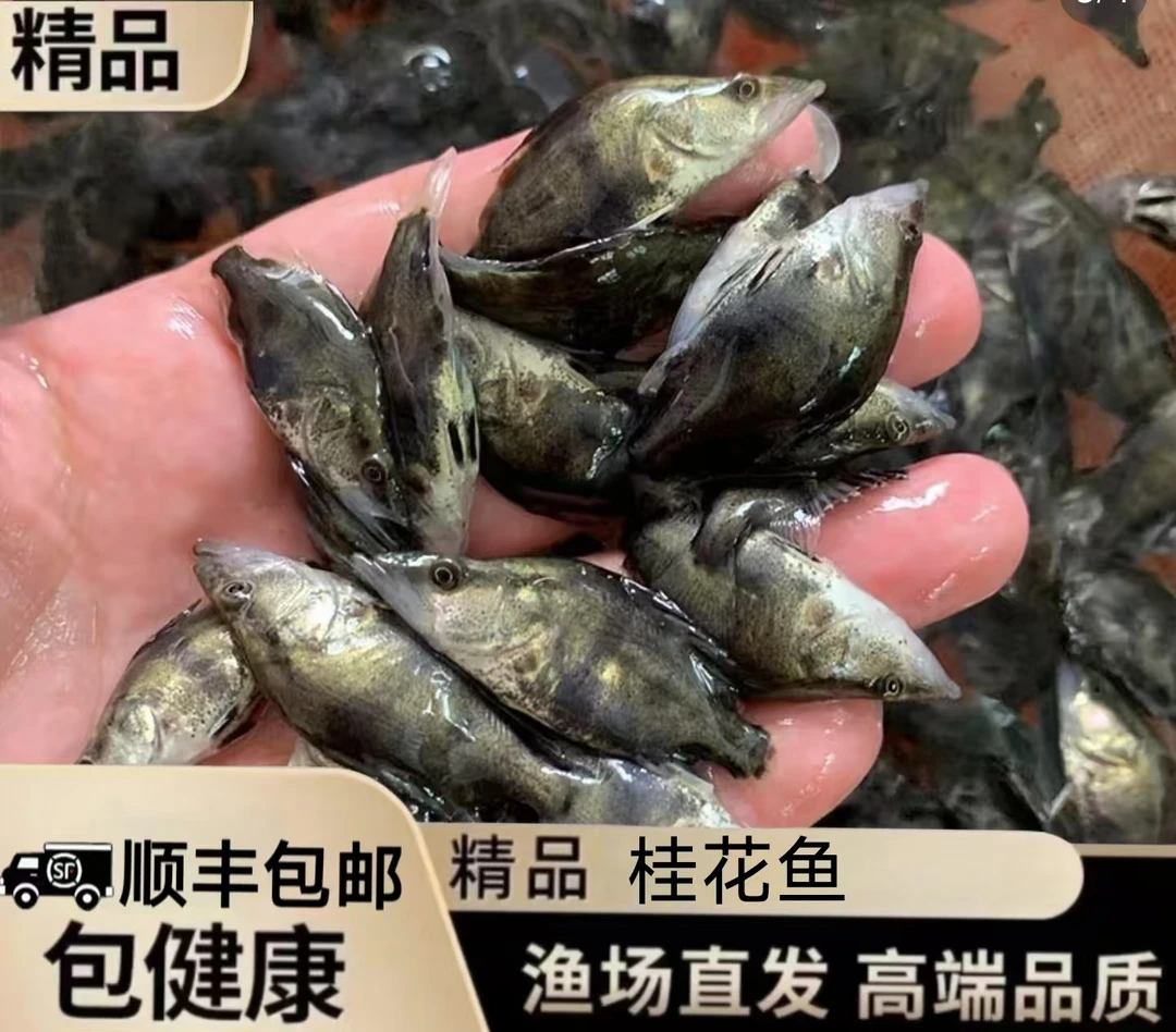 【顺丰包邮】淡水鳜鱼桂花鱼冷水养殖观赏鱼肉食性猛鱼宠物鱼