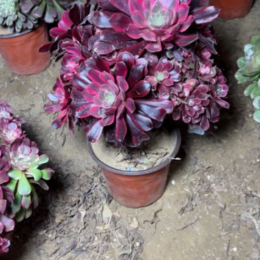 【闪购商品】多肉植物丽莎14