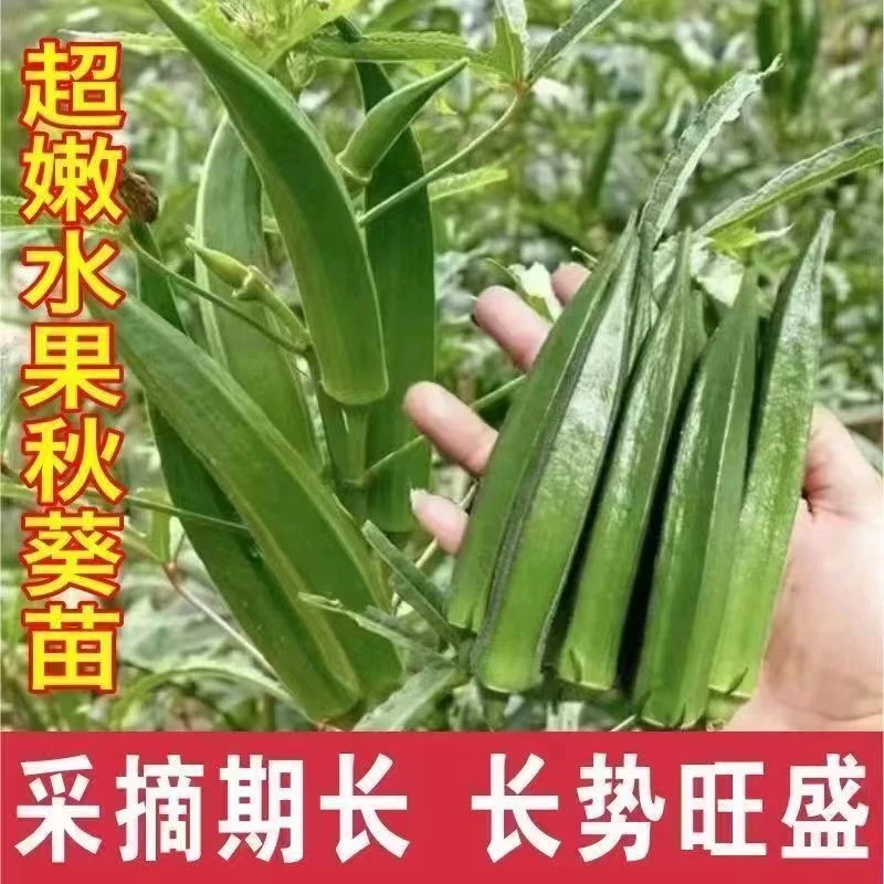 黄秋葵苗秧苗水果秋葵苗红秋葵种苗高产耐热四季阳台庭院菜苗