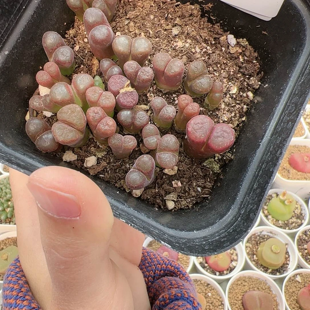 【闪购商品】81 新年福利