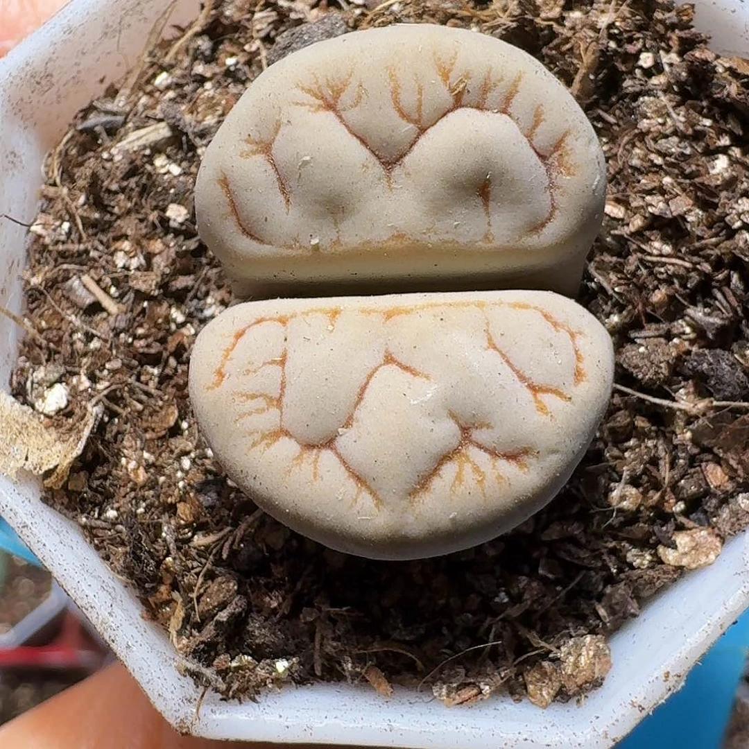 豆***豆生石花23:：。  66