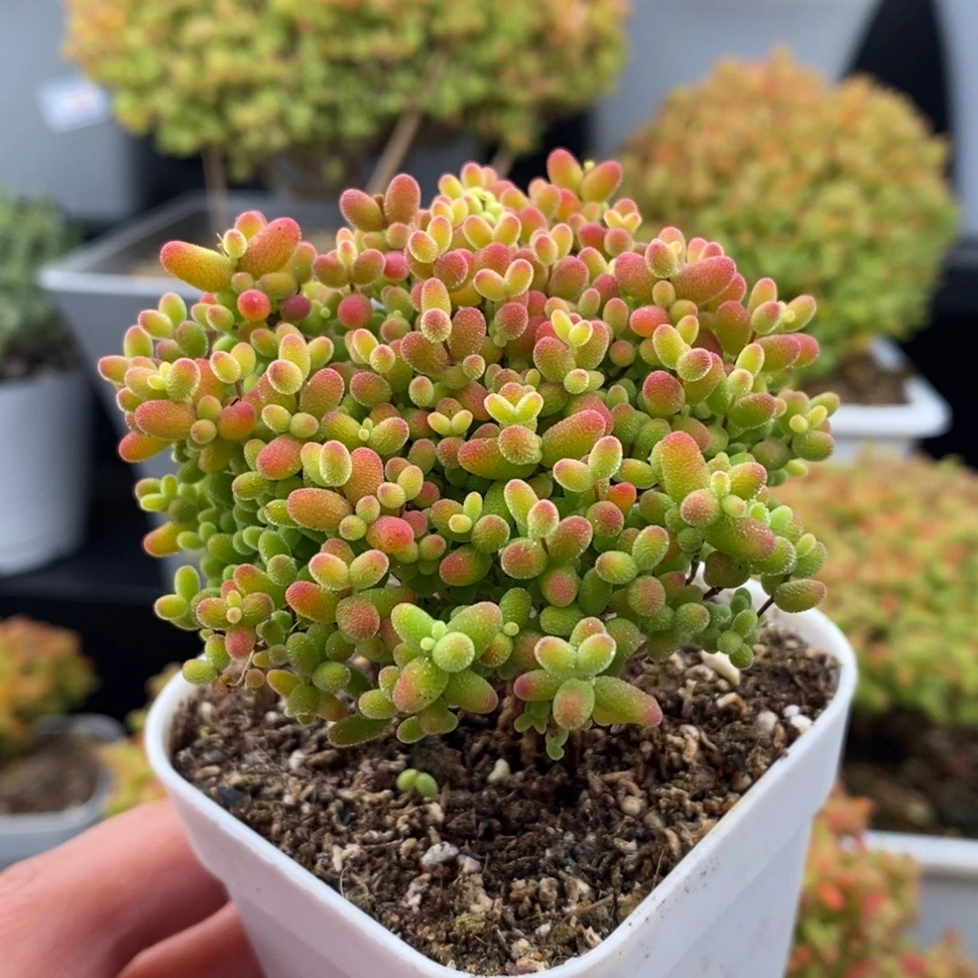 无花朵30号蜜橘糖球（直杆）