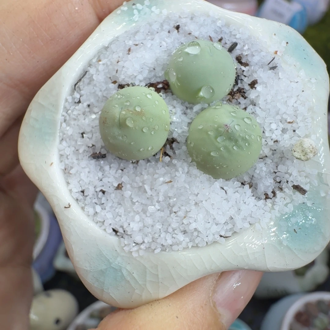 多肉植物福利冲772