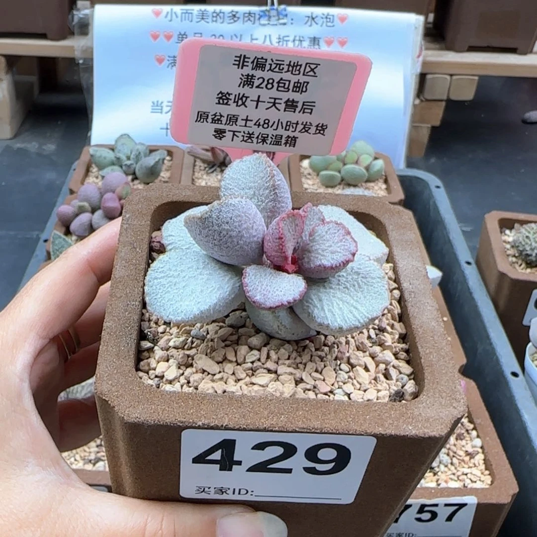 向*?429圣姬多肉植物