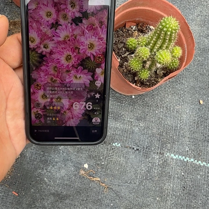 矮胖白檀676白檀135