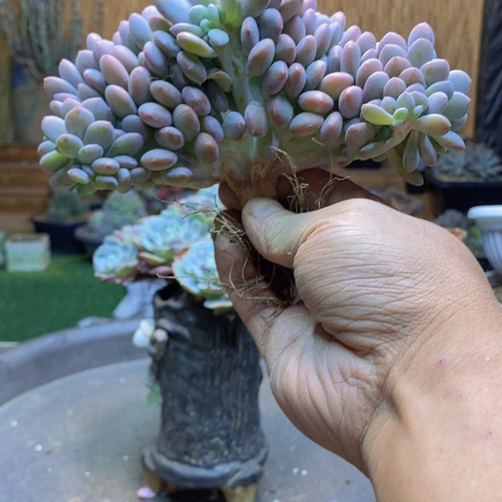 J***c80号粉兔多肉植物