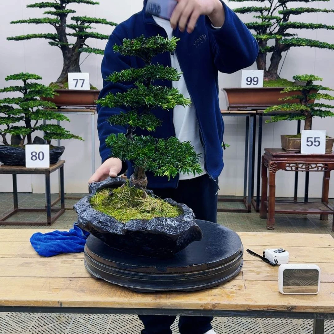 盆景米叶罗汉松盆景