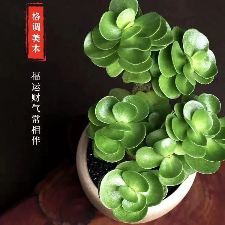 金钱木 老桩好养绿植多肉盆栽 室内外 好看好养寓意好
