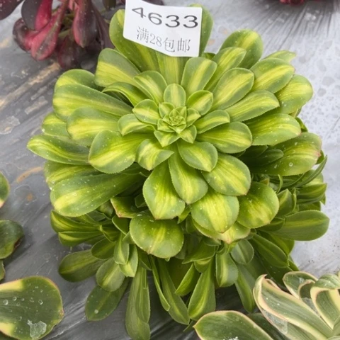 琉璃多肉多肉4633