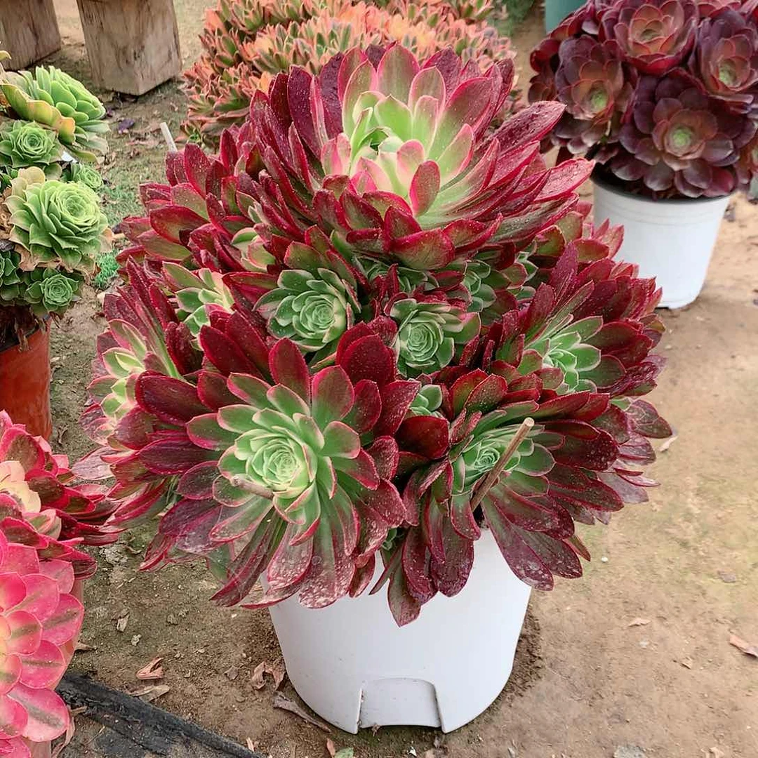 【闪购商品】小*依海王，多肉