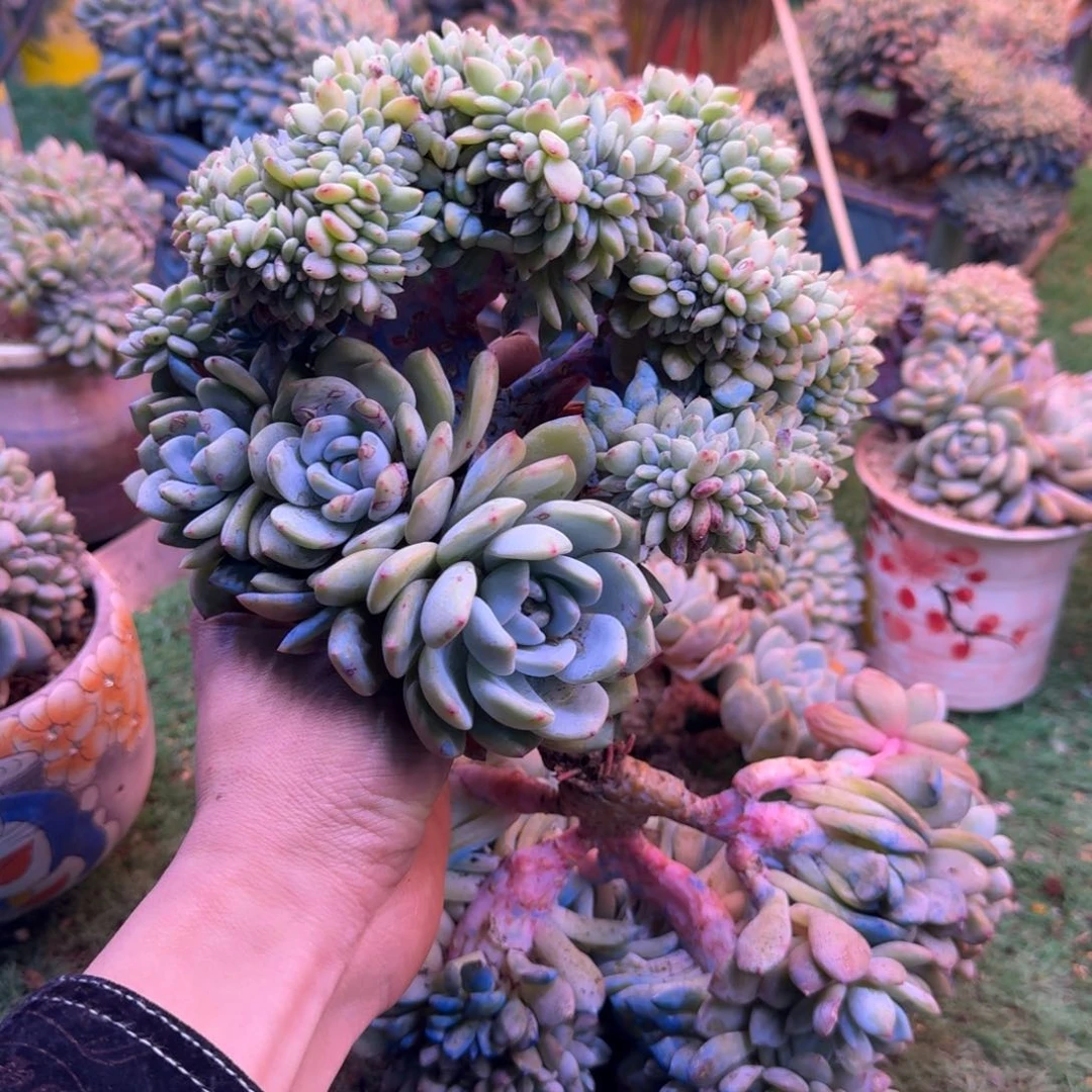星影树缀无砍多肉