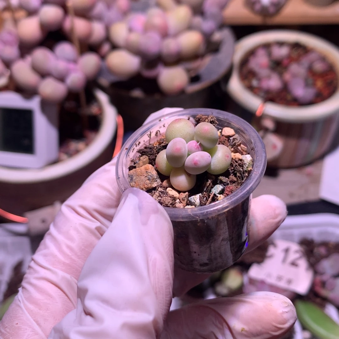 用****7苹果奶酪多肉pingguon