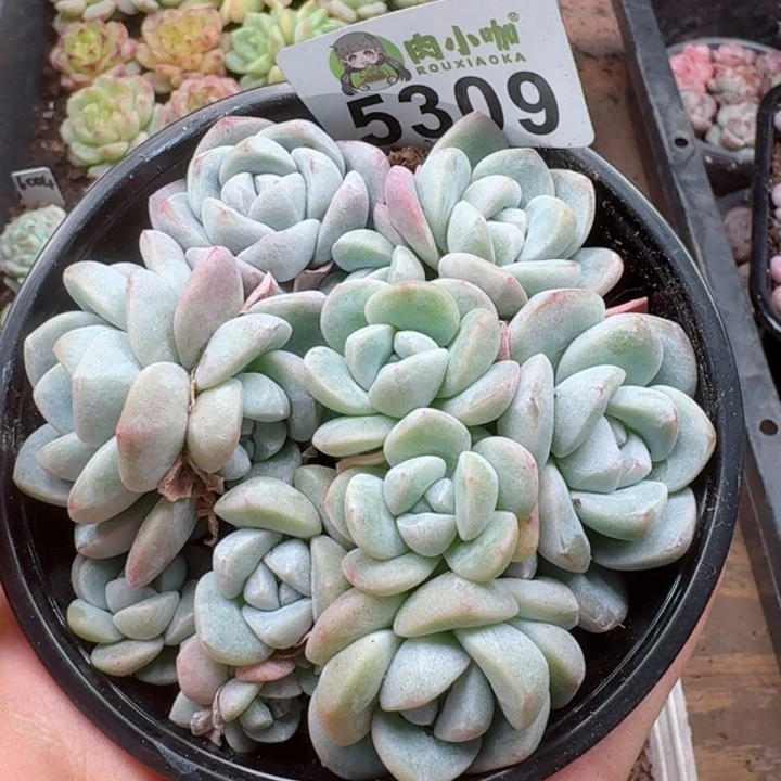 多肉植物多肉植物