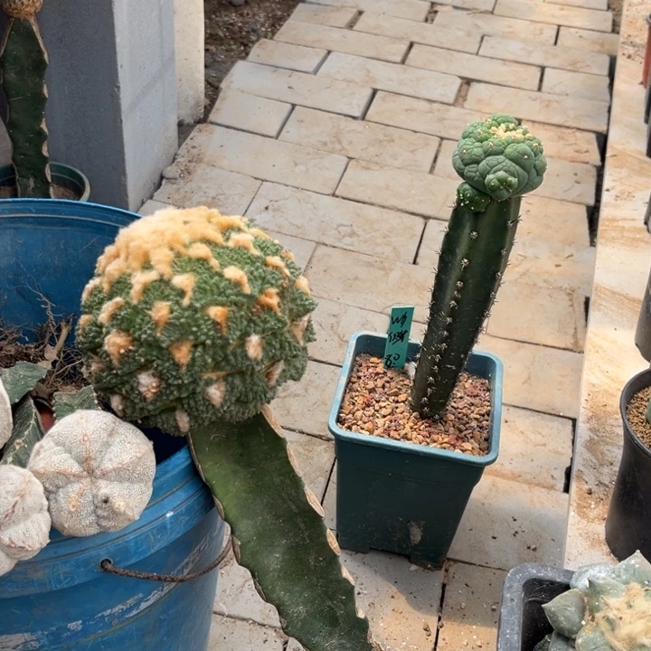 嘟***嘟牡丹三角嫁接仙人球开花