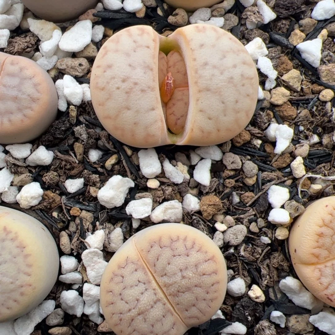 0485号猪皮2颗 多肉植物