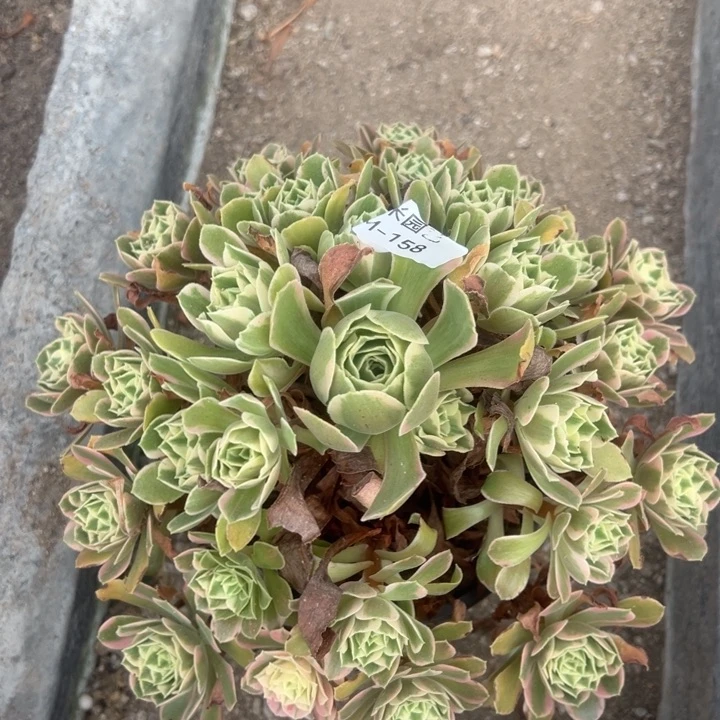 女妖多肉植物大手捧158