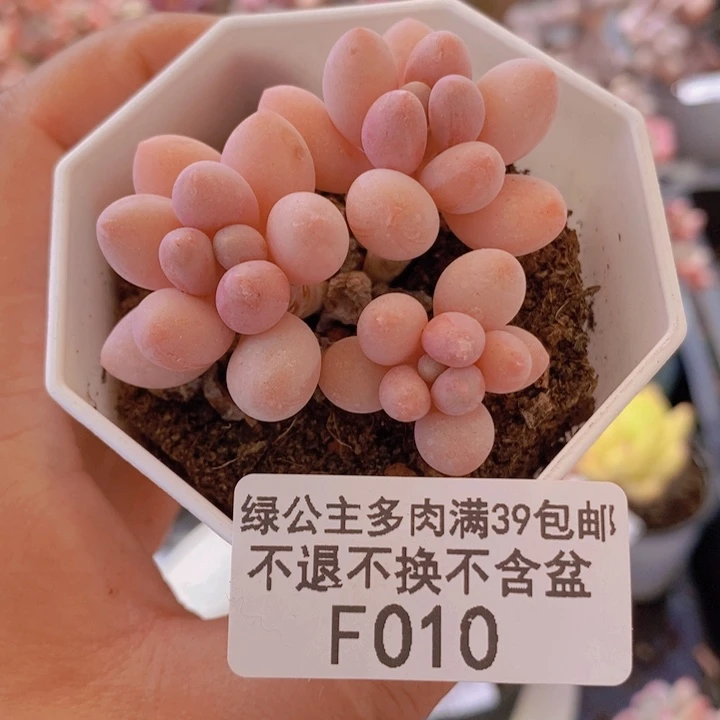 汤圆奶4cm010多肉植物
