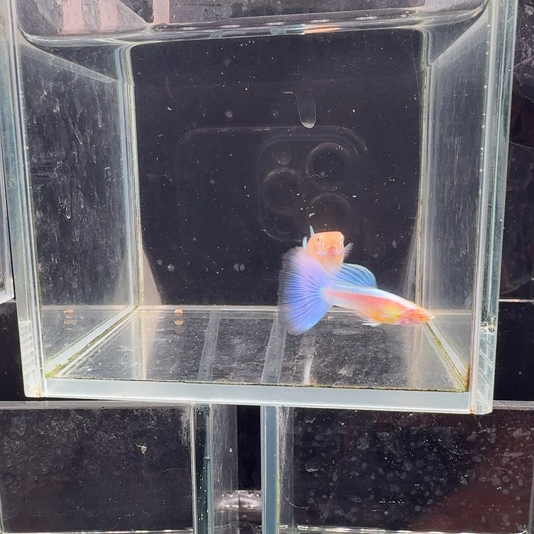 孔雀鱼蓝白噢意1对
