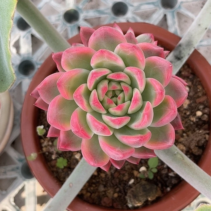 黄昏锦一物一拍锦龙