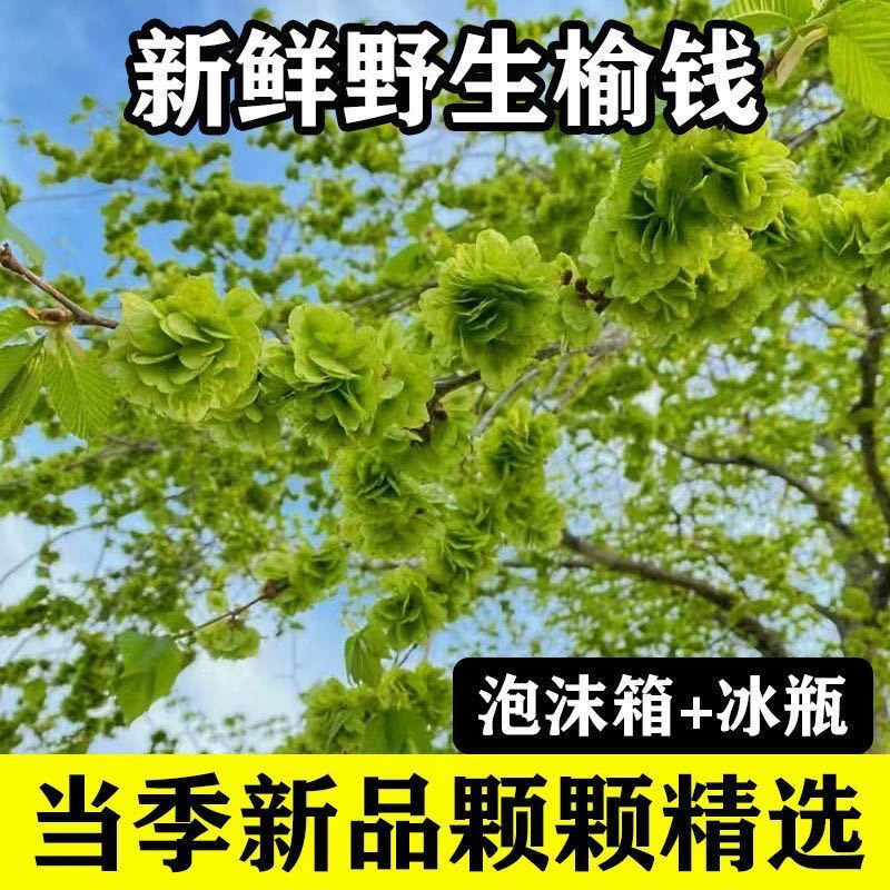 2025河南现摘野生榆钱野菜可蒸窝窝头榆钱饭饼2斤3斤装