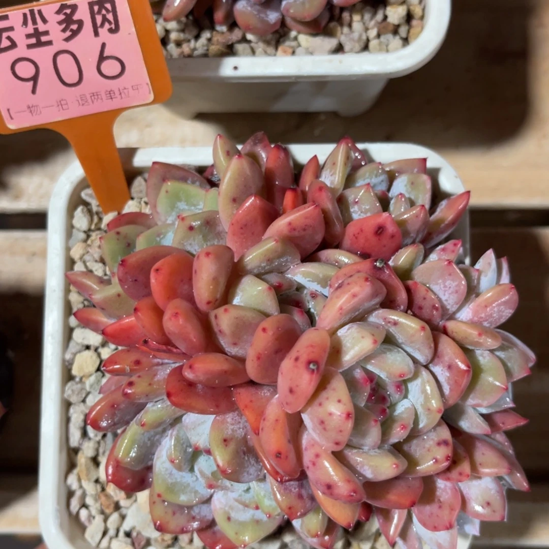 云尘多肉一物一拍906