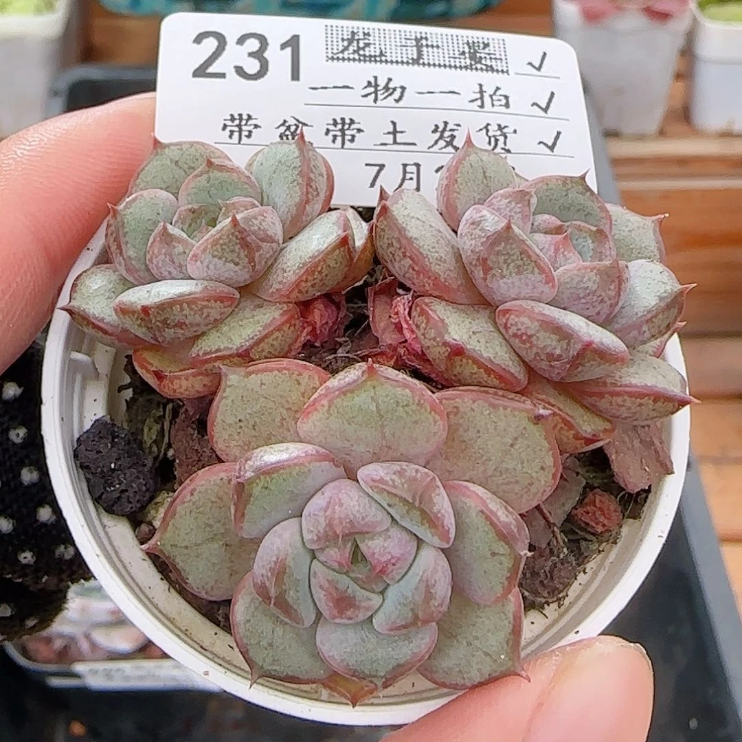 多肉0726-231粉和锦