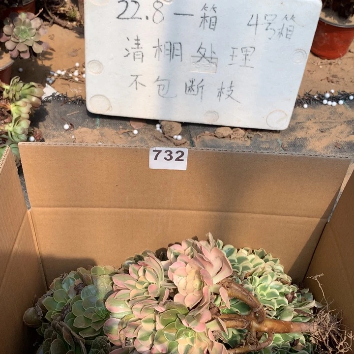 732三颗法师多肉