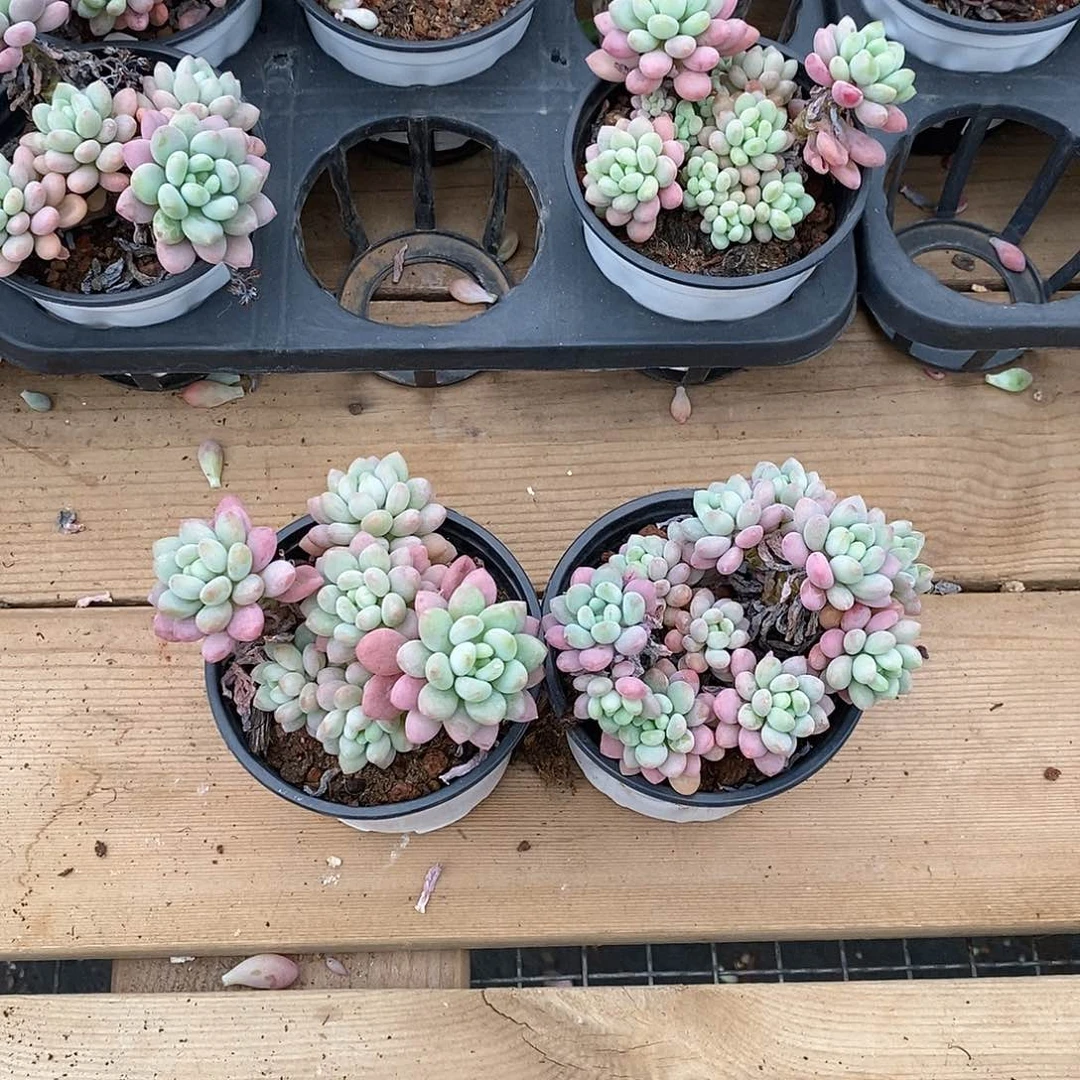 泡泡酱   福利多多