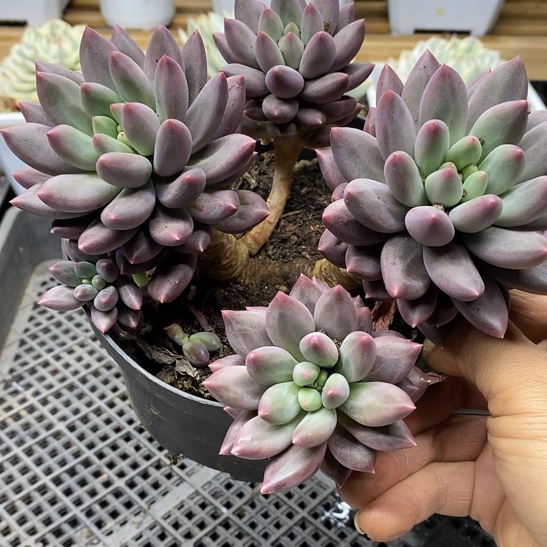 2228 老桩虞美人自然群 需延时发货