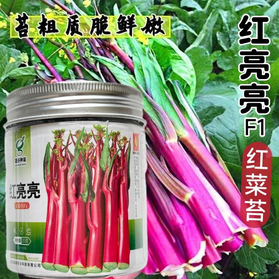 红亮亮红菜苔种子杂交四季菜心脆甜红菜苔籽好早熟抗性好产量高