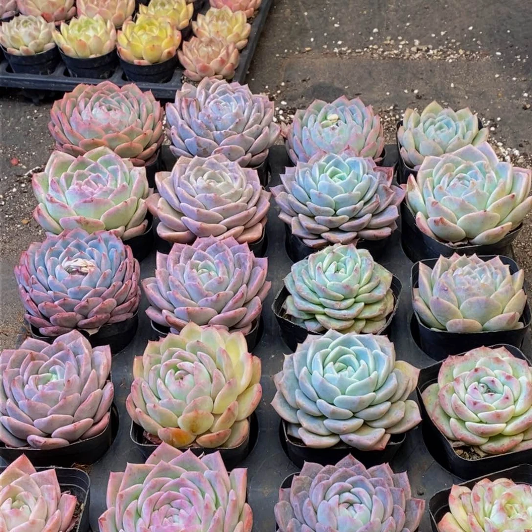 186多人在一起的时候我