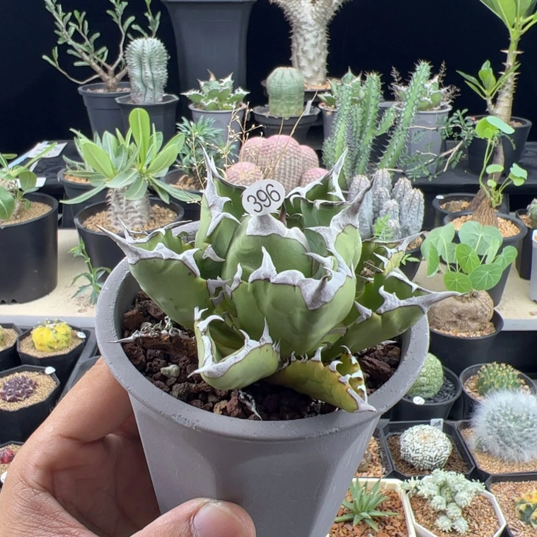 姬仁王冠一物一拍带盆发