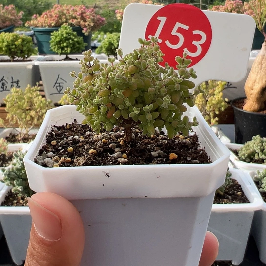 153号小小米4.17多肉