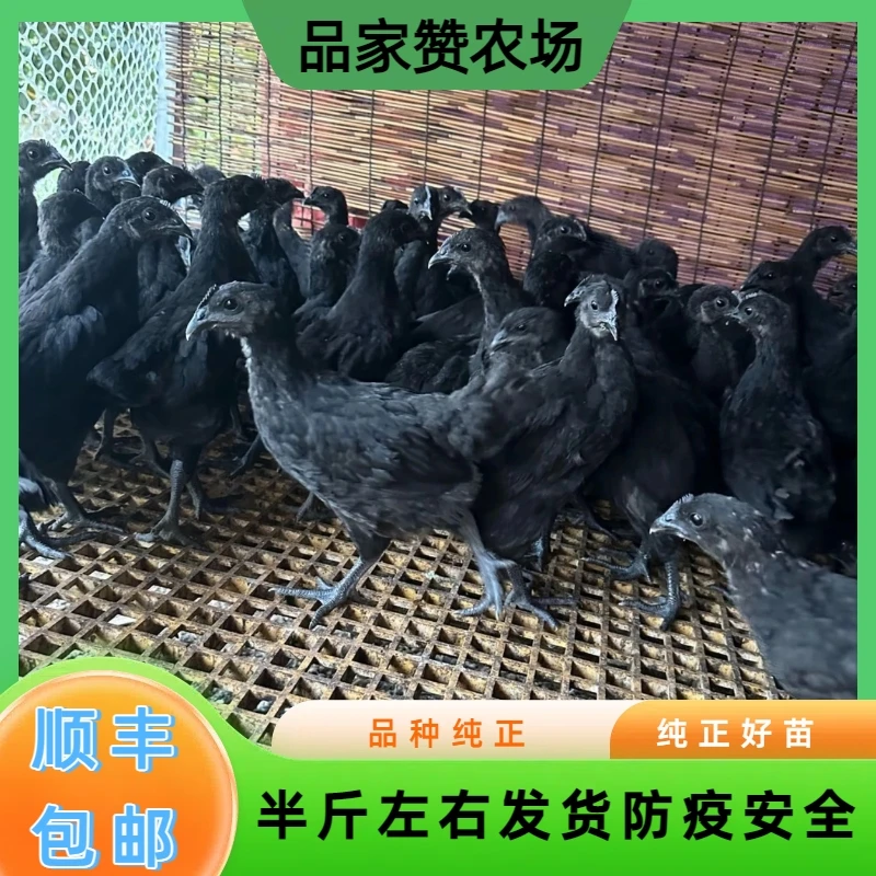 （12只）纯种五黑一绿鸡绿壳蛋林间散养半斤左右发货顺丰包邮