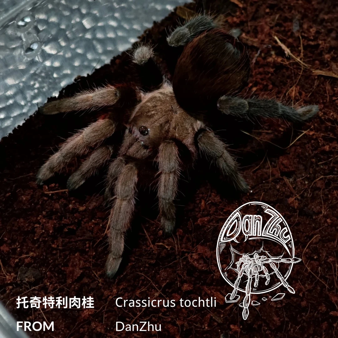 【托奇特利肉桂】Crassicrus tochtli，收藏品种
