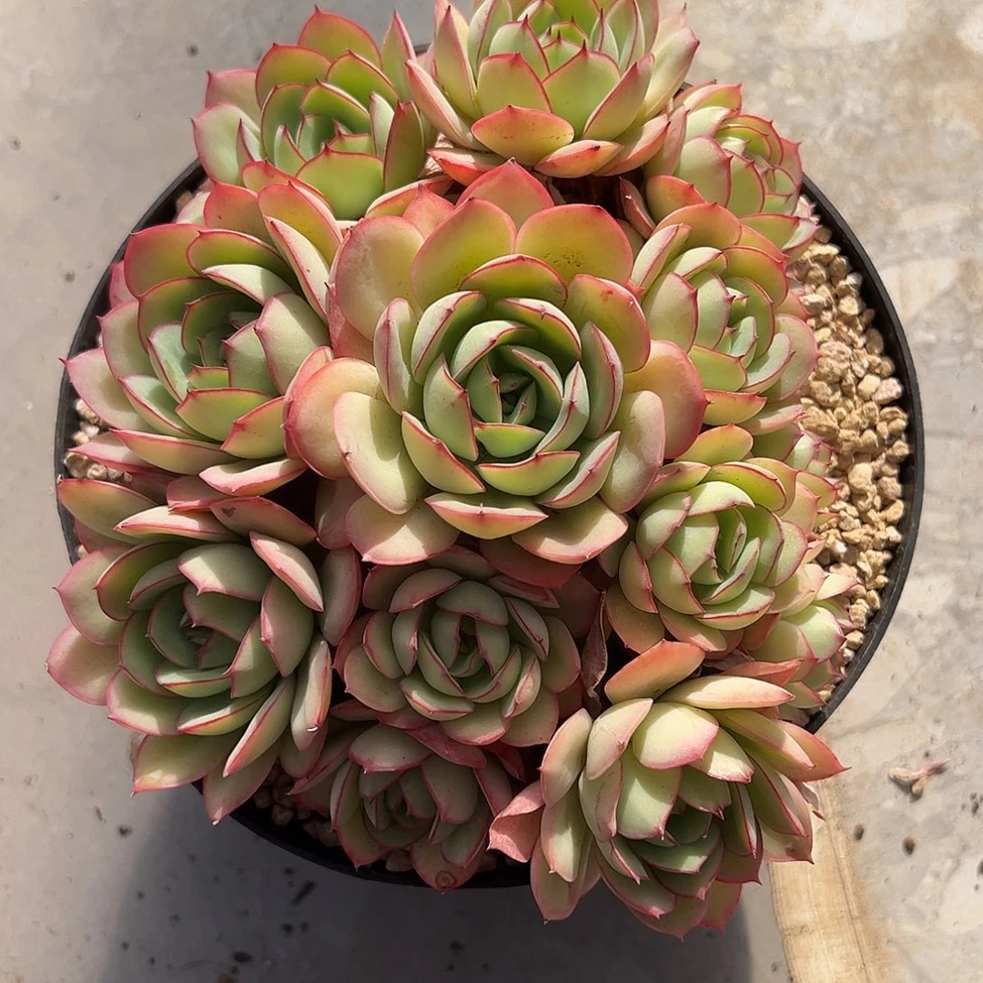 牡丹亭手捧多肉植物