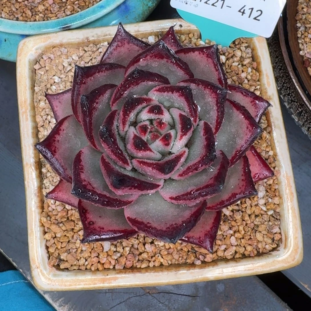 从前慢多肉精选编号1221.412