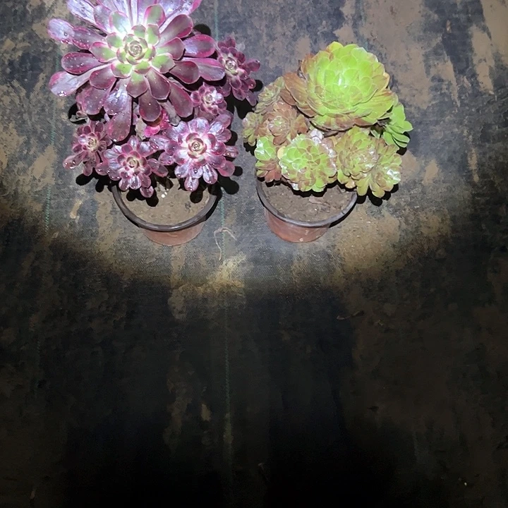 小***飞法师植物一物一拍96