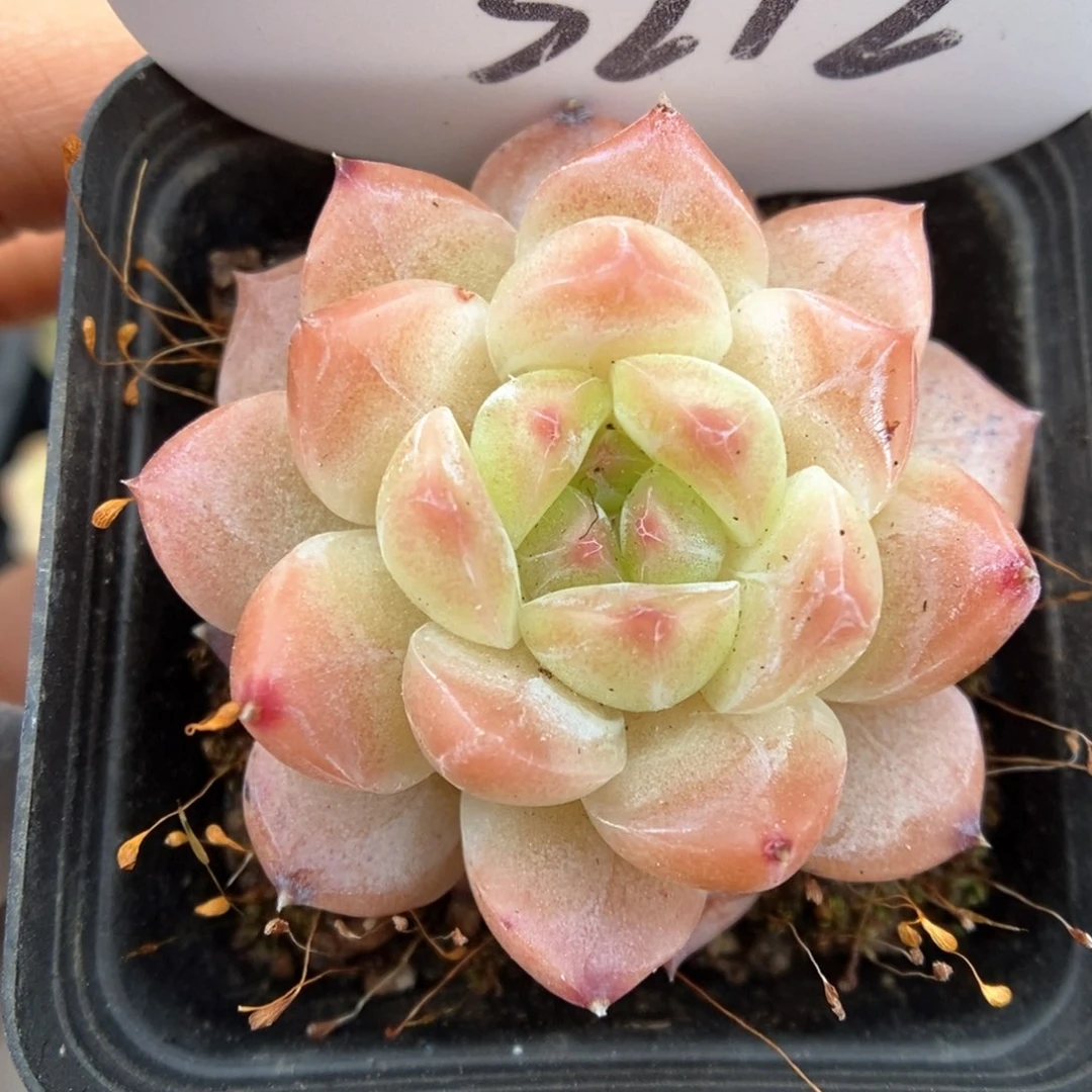 粉透珍妮可拍3212号