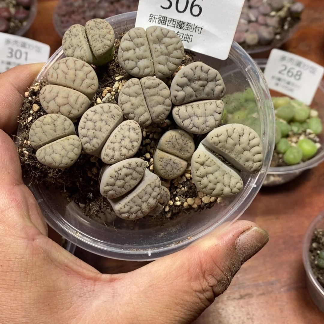 多肉蛋炒饭，感谢您xiangban306